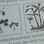 Sebutkan Contoh Tumbuhan Yang Berkembang Biak Dengan Stolon